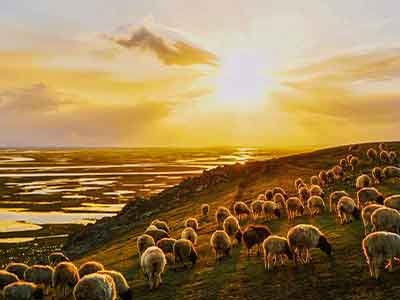 embracing-the-psalms4-web sheep by water at sunset